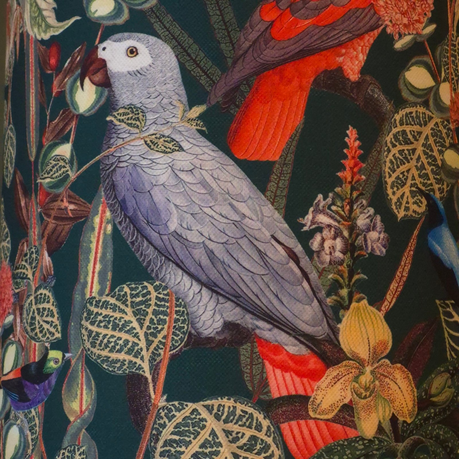 Afrika Gri Papağan Parrot Jardin - Görsel 5