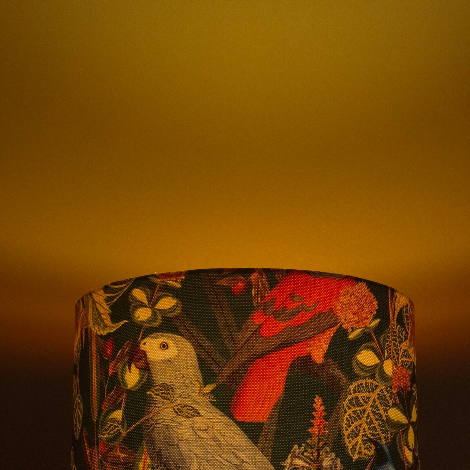 Afrika Gri Papağan Parrot Jardin - Görsel 3